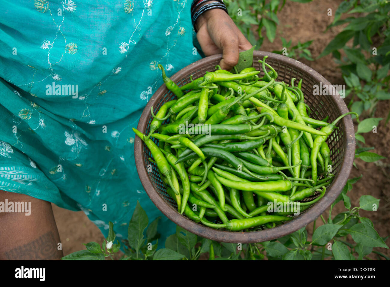 Fresh Green Chilli